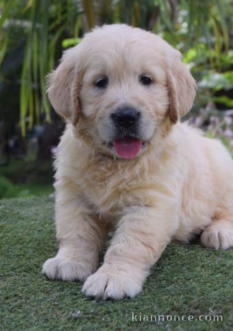 chiots golden retriever lof a donner