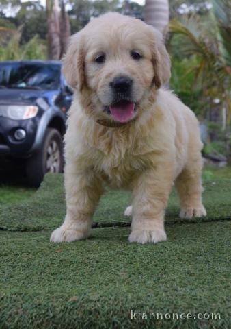 chiots golden retriever lof a donner