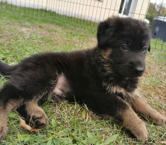 chiot Berger allemand LOF a donner