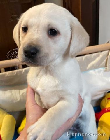 Chiots labradors lof a donner