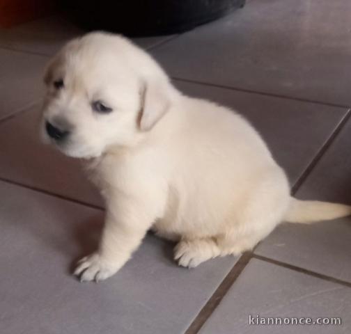 Chiots labradors lof a donner