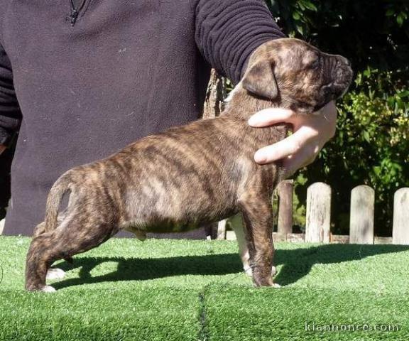 Chiot american staffordshire terrier lof a donner