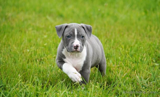 Chiot american staffordshire terrier lof a donner