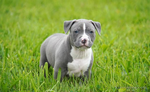 Chiot american staffordshire terrier lof a donner