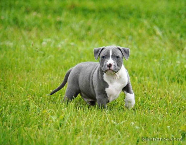 Chiot american staffordshire terrier lof a donner