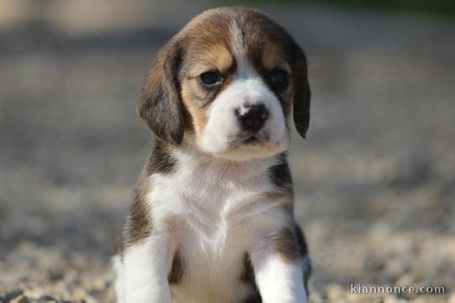 chiot Beagle LOF a donner