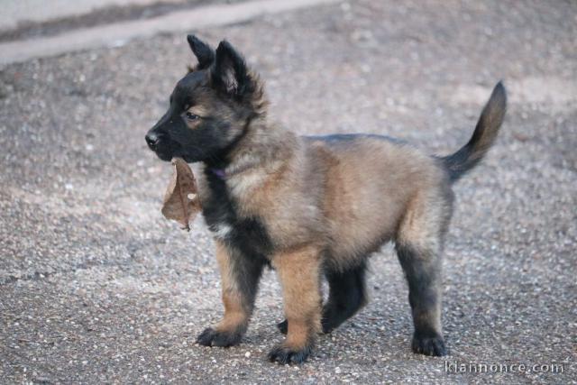 chiot berger belge  femelle et mâle a donner