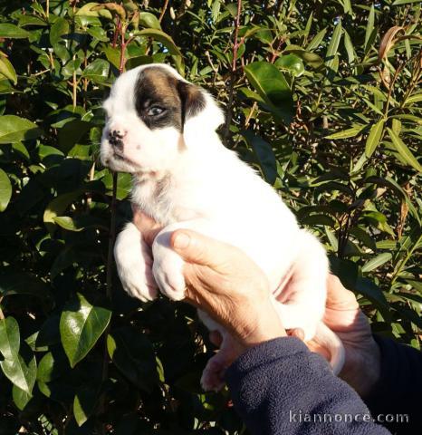 Adorable chiot Boxer femelle et mâle a donner