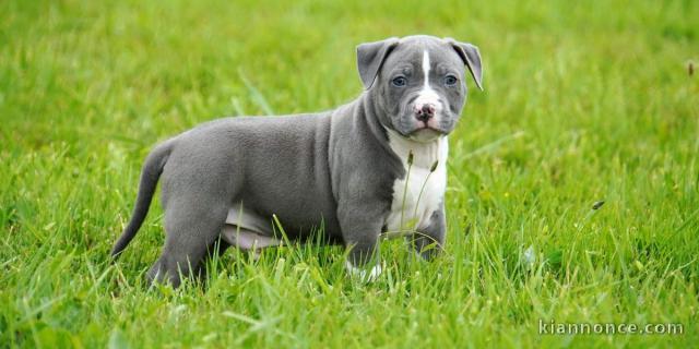 Chiot american staffordshire terrier lof a donner