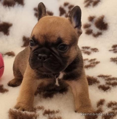 A donner bouledogue français femelle non lof