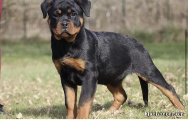 Chiens d’apparence Rottweilers