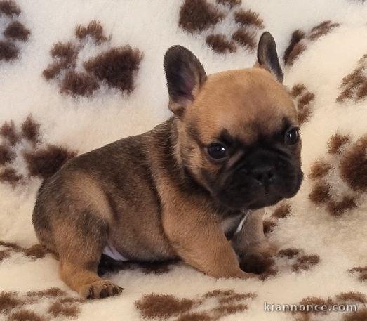 Chiot bouledogue français femelle fauve