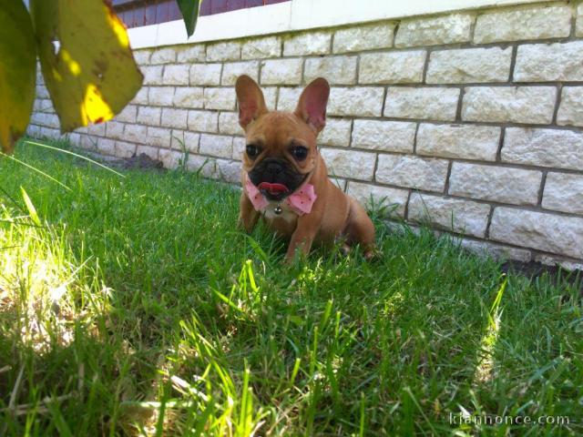 A donner bouledogue français femelle non lof