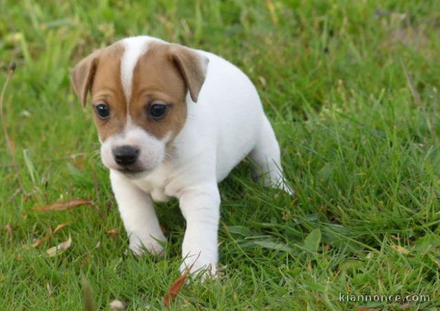 Chiot jack russell lof a donner