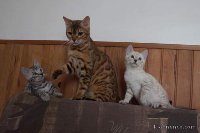 Disponible de suite des magnifiques chatons Bengal 