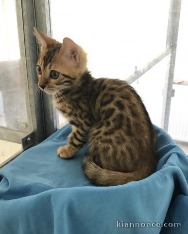 magnifique chaton Norvégien âgé de 3 mois