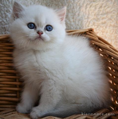 chaton Maine Coon âgé de 3 mois