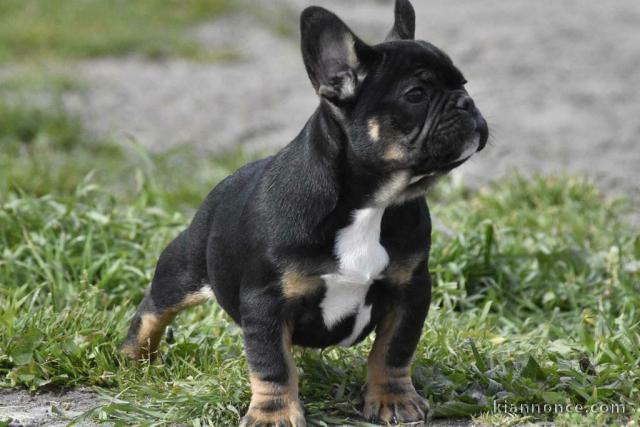 chiot bouledogue francais trois mois