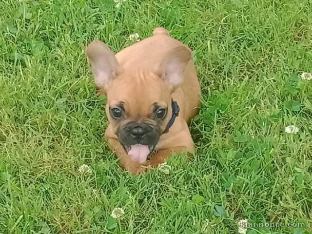 chiot bouledogue francais trois mois