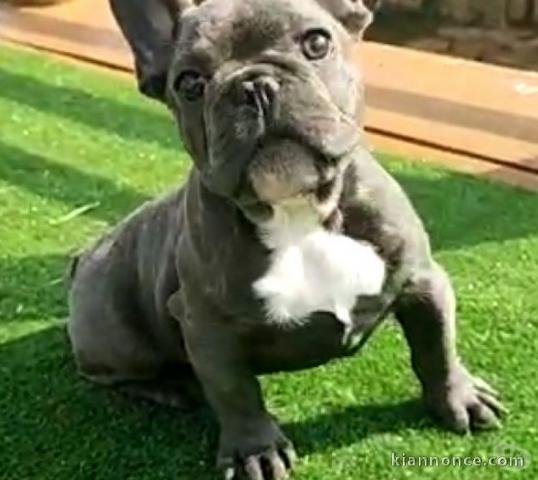 chiot bouledogue francais trois mois