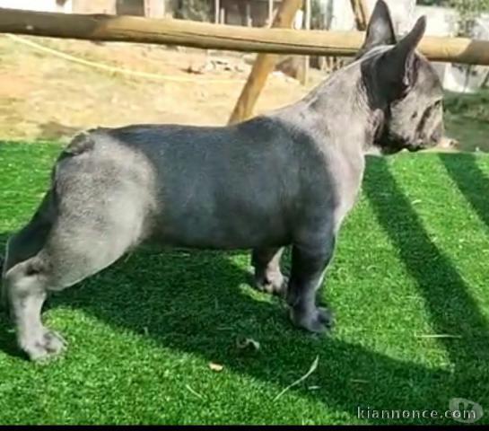 chiot bouledogue francais trois mois