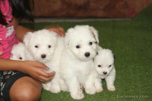 Chiots Coton de Tulear