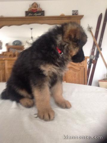 Chiots Berger Allemand Poil Long