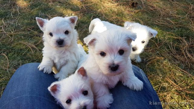 Chiots Westie Adorable