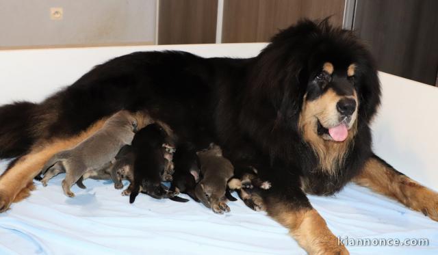 Chiots Dogue du Tibet