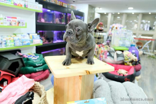 Chiots Bouledogue Français