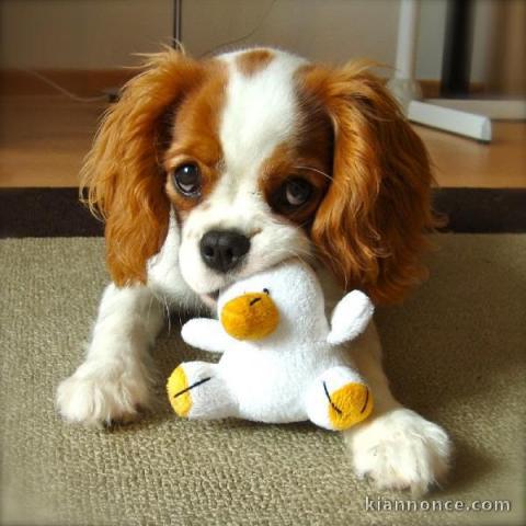 Chiot cavalier king Charles trois mois 