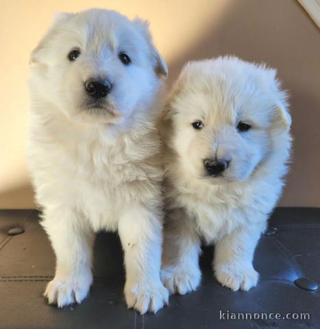 Très beaux chiots Berger Blanc Suisse disponibles