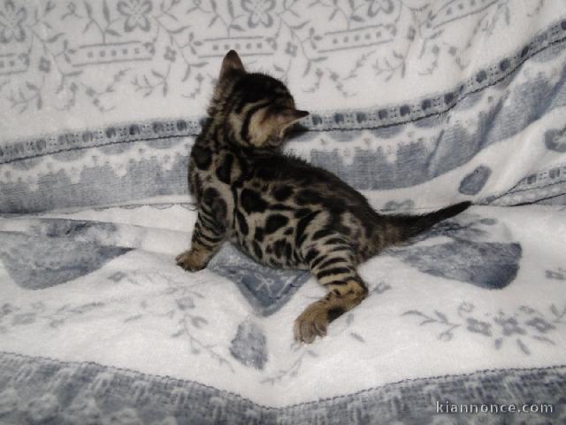 A DONNER Magnifique Chaton Bengal