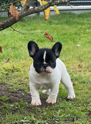 A DONNER adorable chiot femelle spitz nain femelle