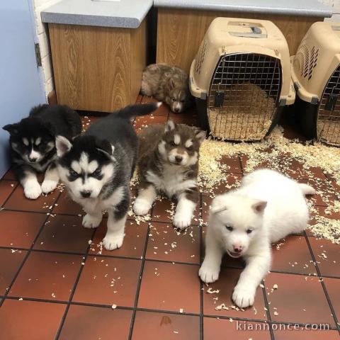 Huskie sibérien à donner pour adoption 