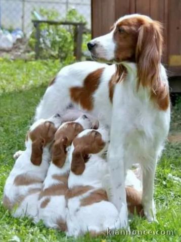 Chiots Épagneul Breton