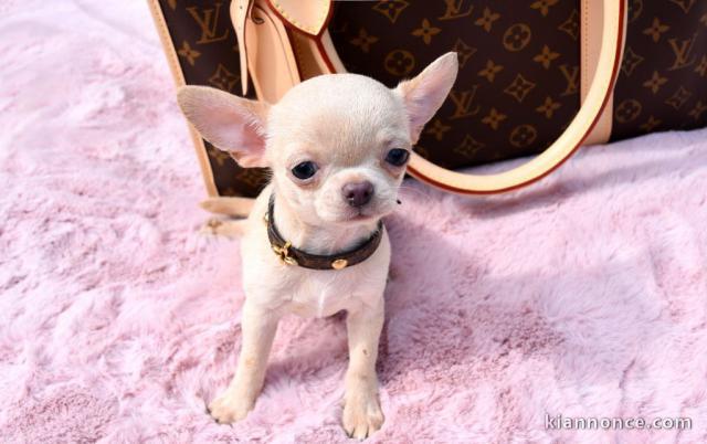 A donner chiot de type chihuahua femelle