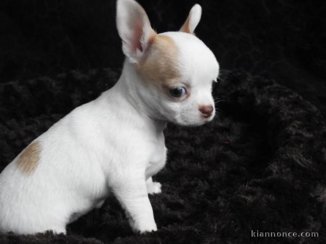 chiot de type chihuahua femelle propre obéisante