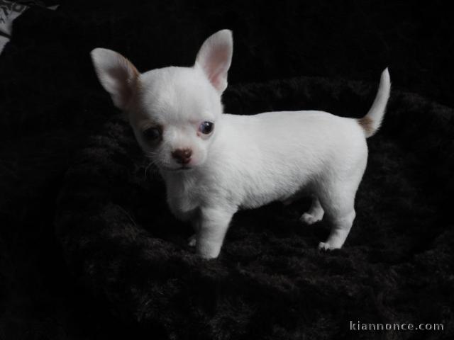 chiot de type chihuahua femelle propre obéissante