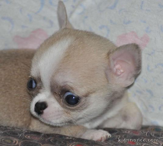 chiot chihuahua femelle propre obéissante