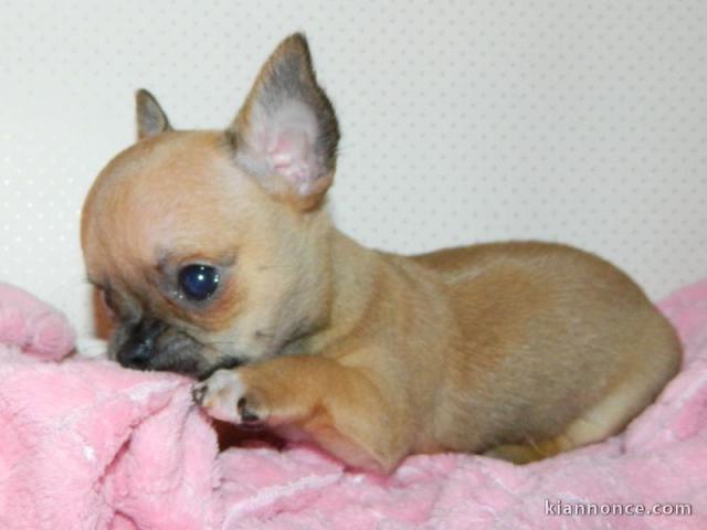 chiot chihuahua femelle propre obéissante