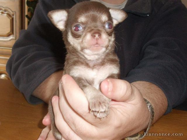 chiot chihuahua femelle propre obéissante