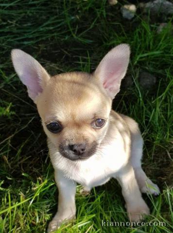 chiot chihuahua femelle propre obéissante