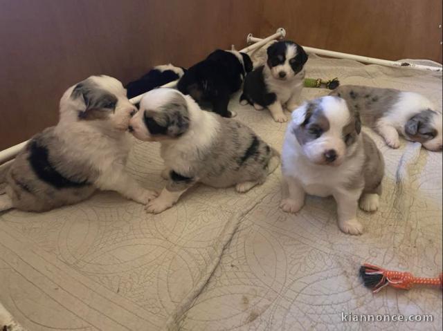 Adorable chiots  Berger Australien