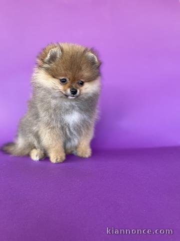 Spitz de Poméranie chiots à vendre