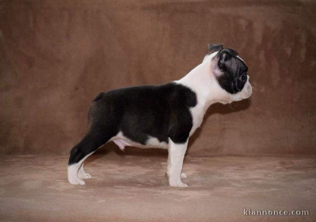 Boston Terrier chiots