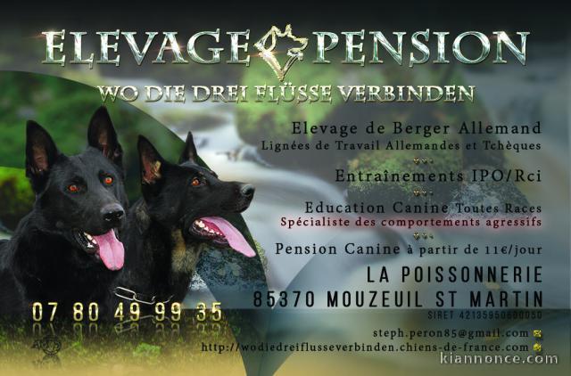 Chiots Berger allemand noir