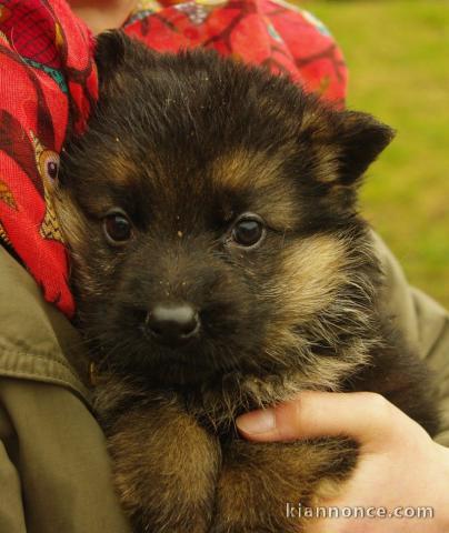 Adoption mon Chiot Berger allemand femelle