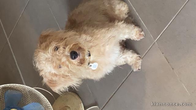 Bichon Havanais - Recherche nouvelle Famille 