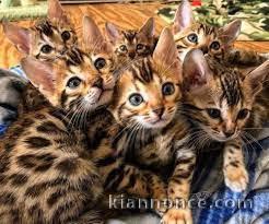 Superbes chatons  Bengal disponibles